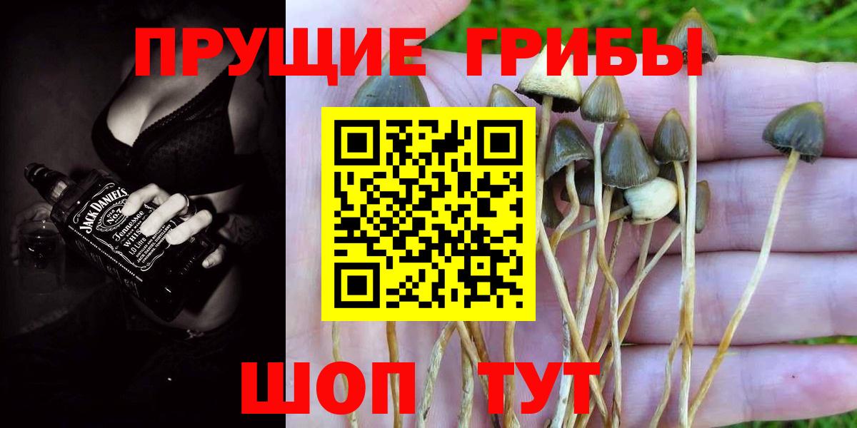 наркотики  Псилоцибиновые грибы Cubensis  Вход с VPN  Ефремов 